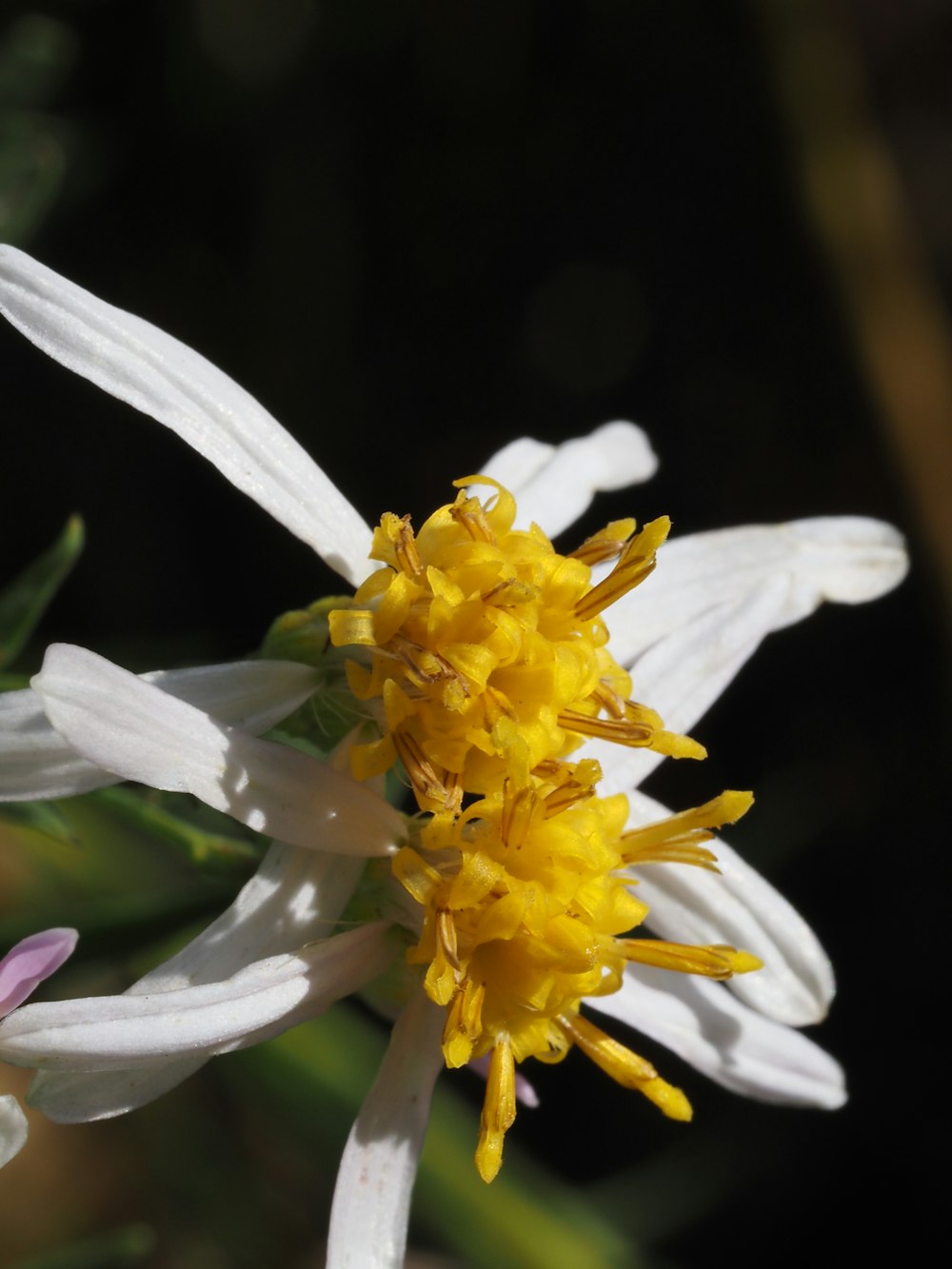 a close up of a white and yellow flower