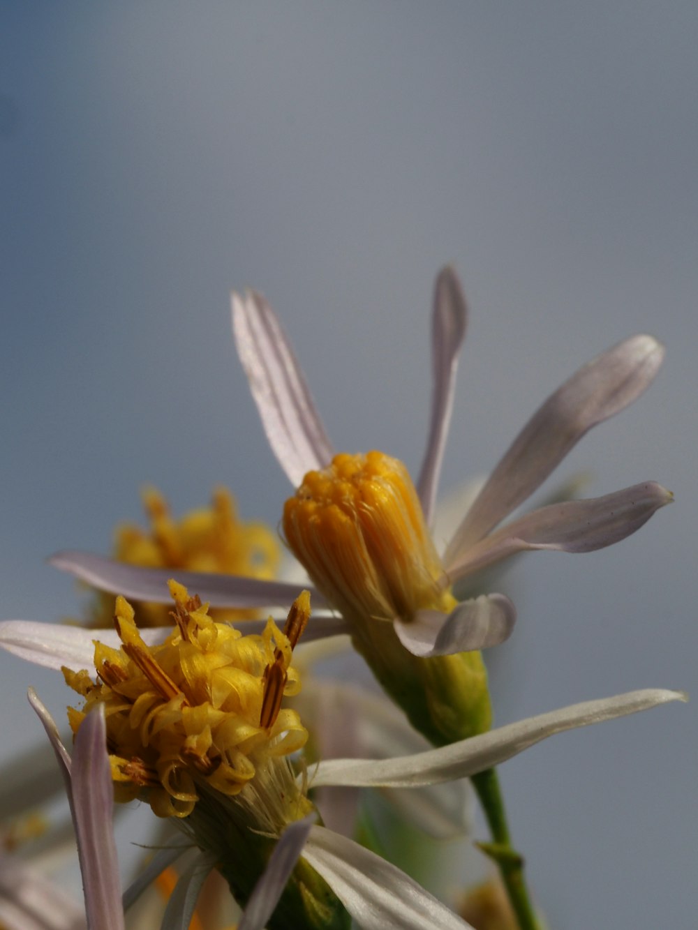 a close up of a flower with a sky background