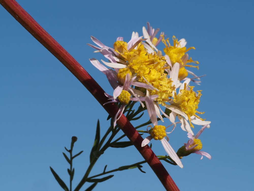 a close up of a flower with a blue sky in the background