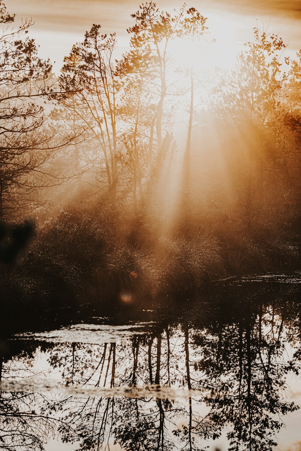 the sun is shining through the trees and water