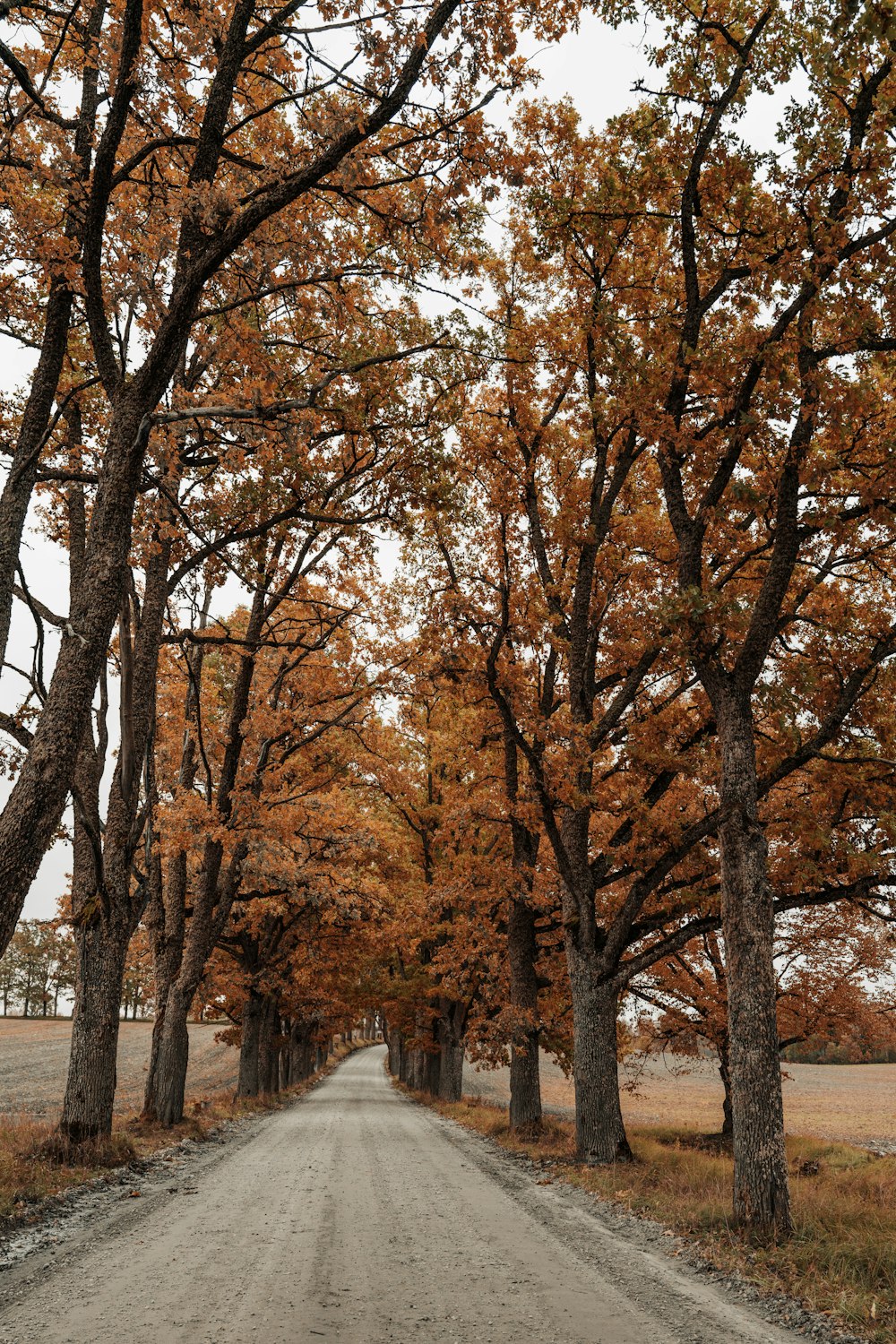 a dirt road surrounded by trees with orange leaves
