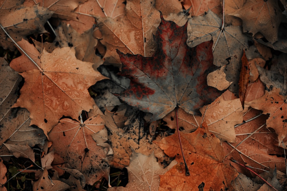 a close up of a leaf on the ground