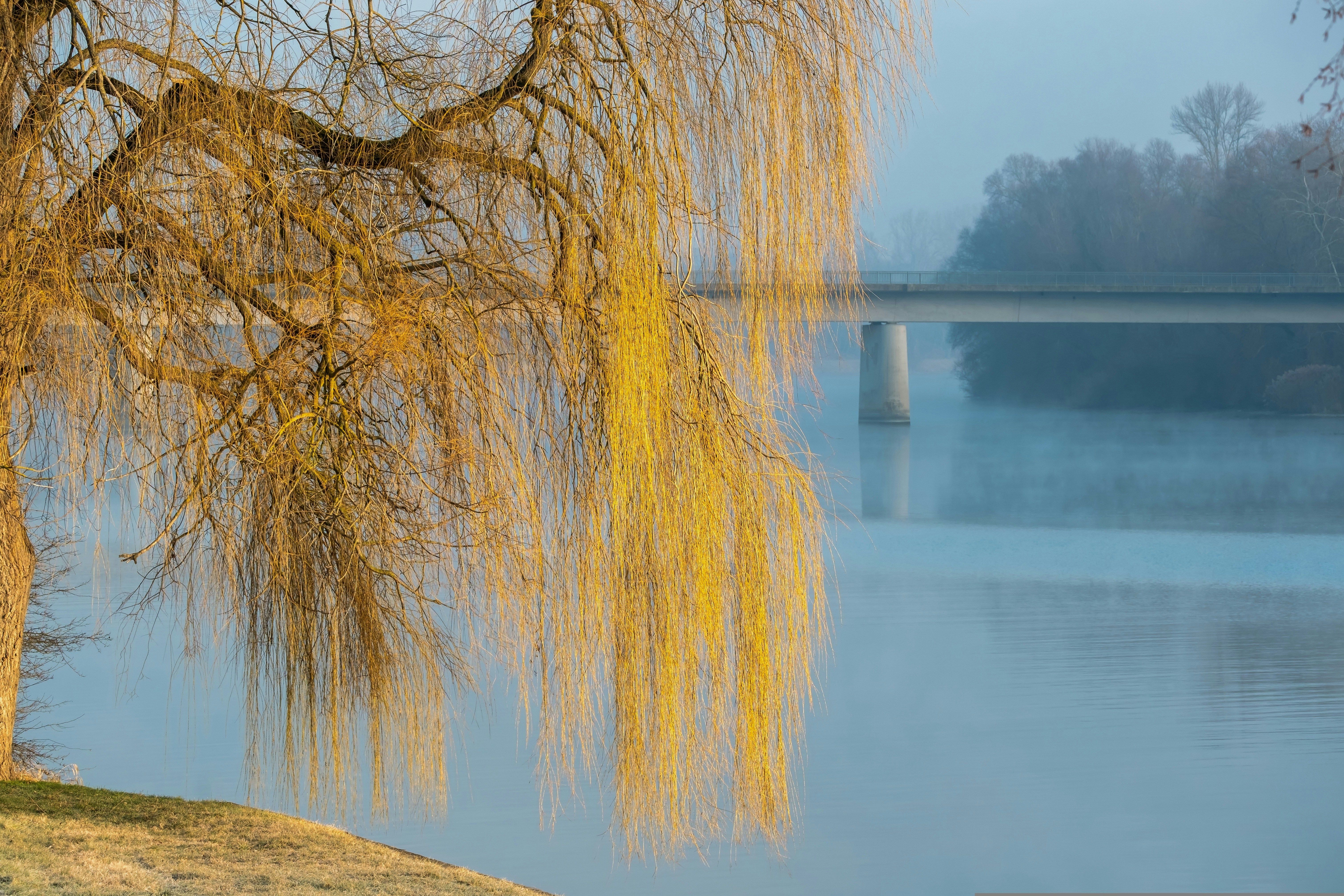 a willow tree in front of a lake with a bridge in the background