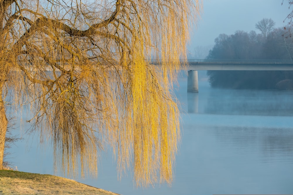 a willow tree in front of a lake with a bridge in the background