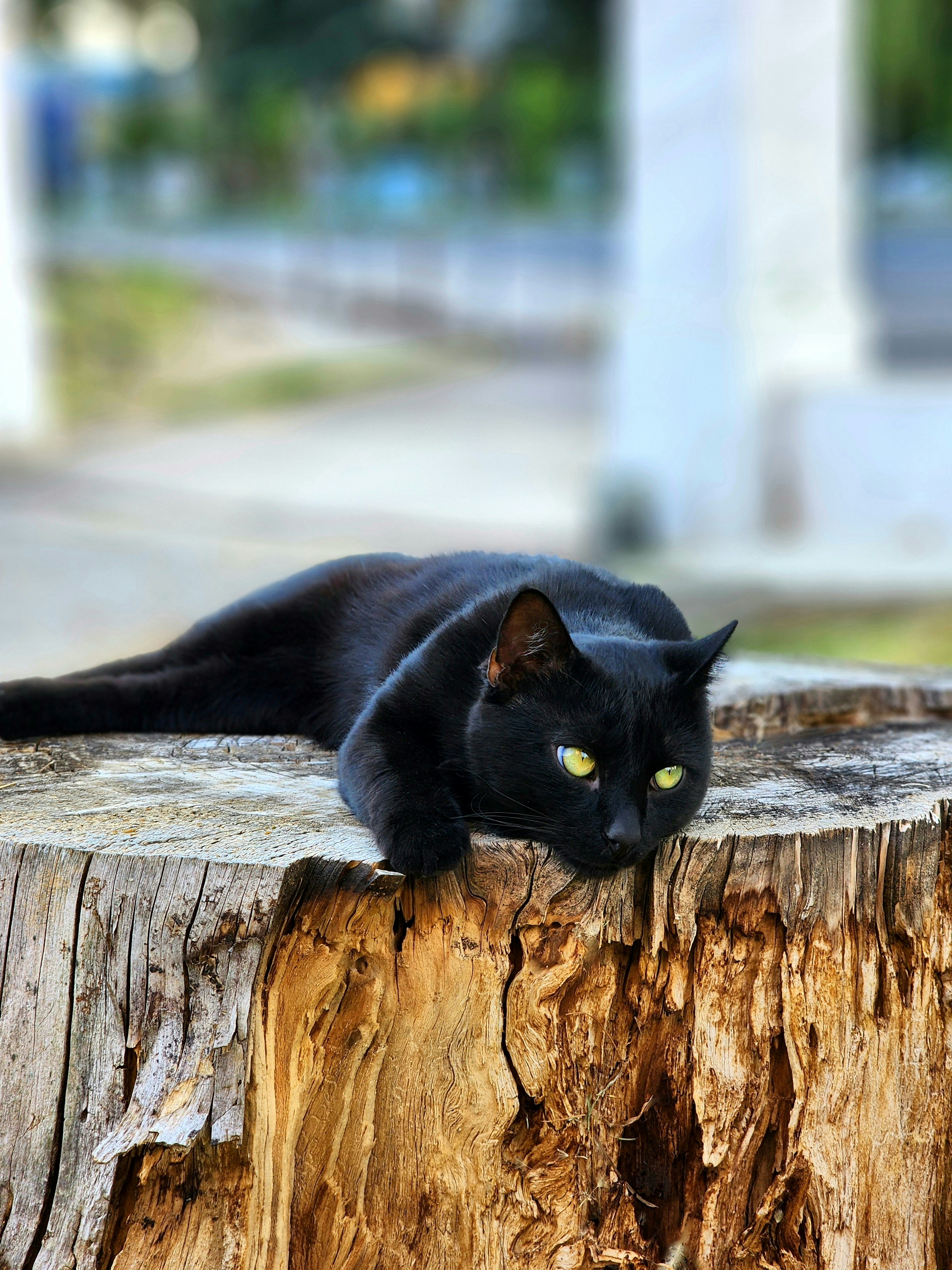 Korn Ja: Thailand’s Secret Black Pearl (image credits: unsplash)