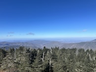 A panoramic view of a vast pine forest stretching towards misty hills at dawn.