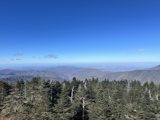 A panoramic view of a vast pine forest stretching towards misty hills at dawn.