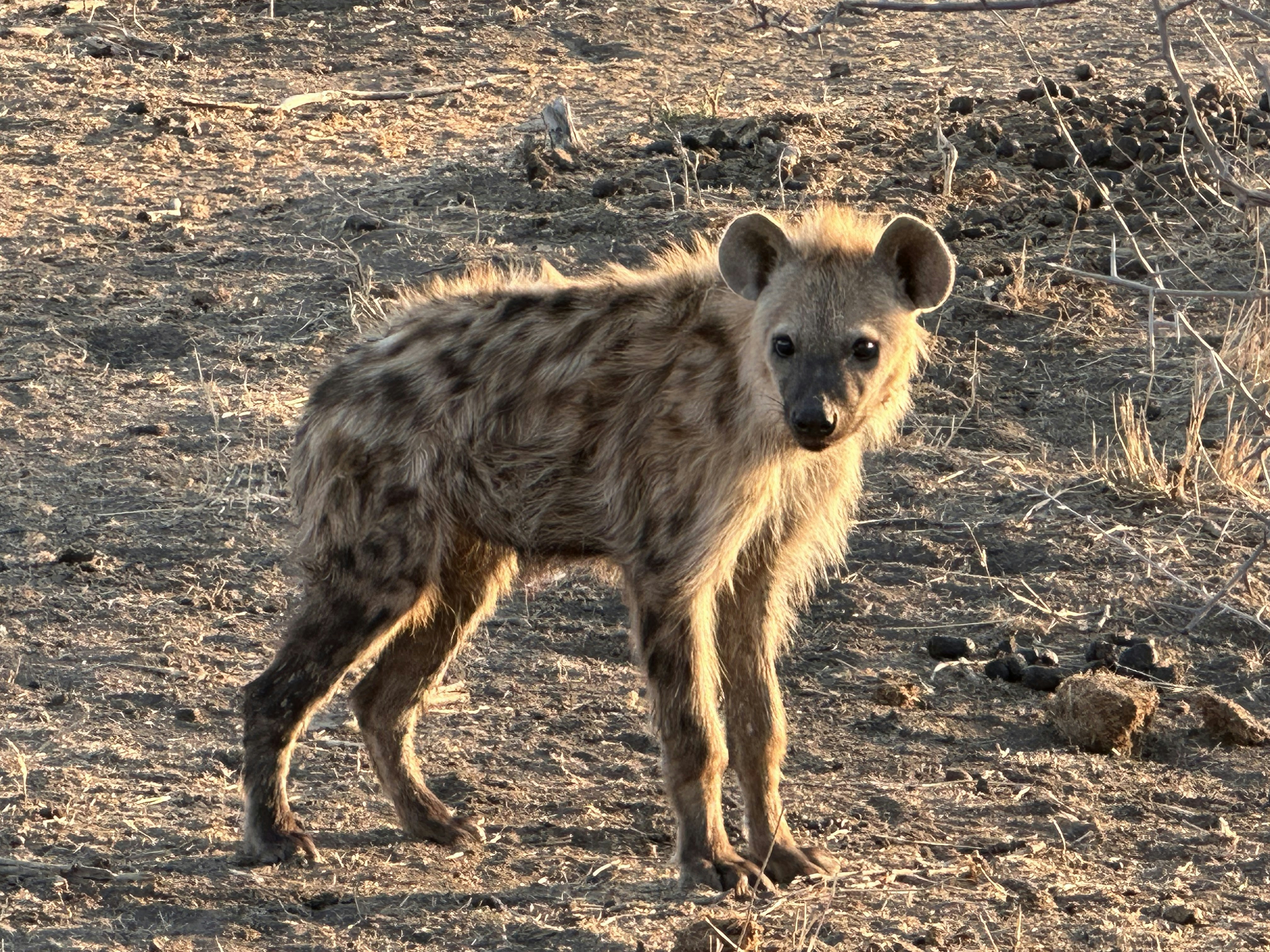 a hyena is standing in the dirt