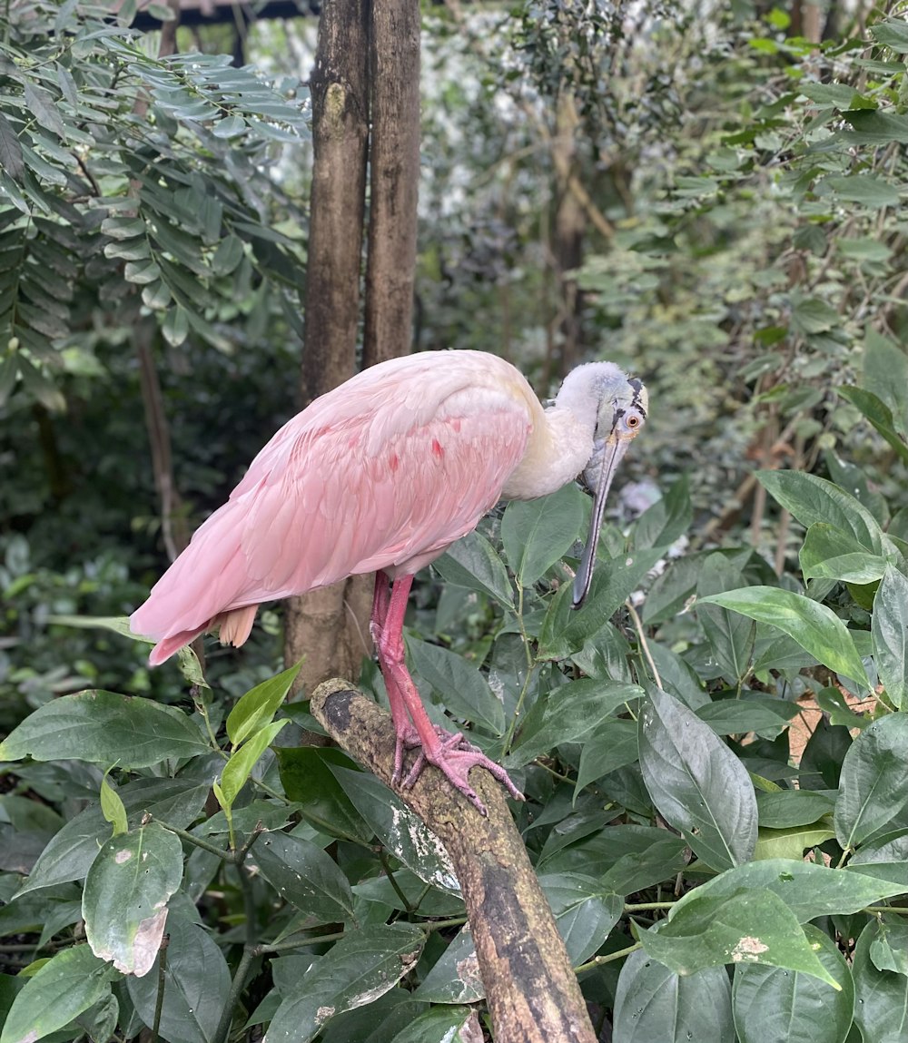 a pink bird with a long beak standing on a branch