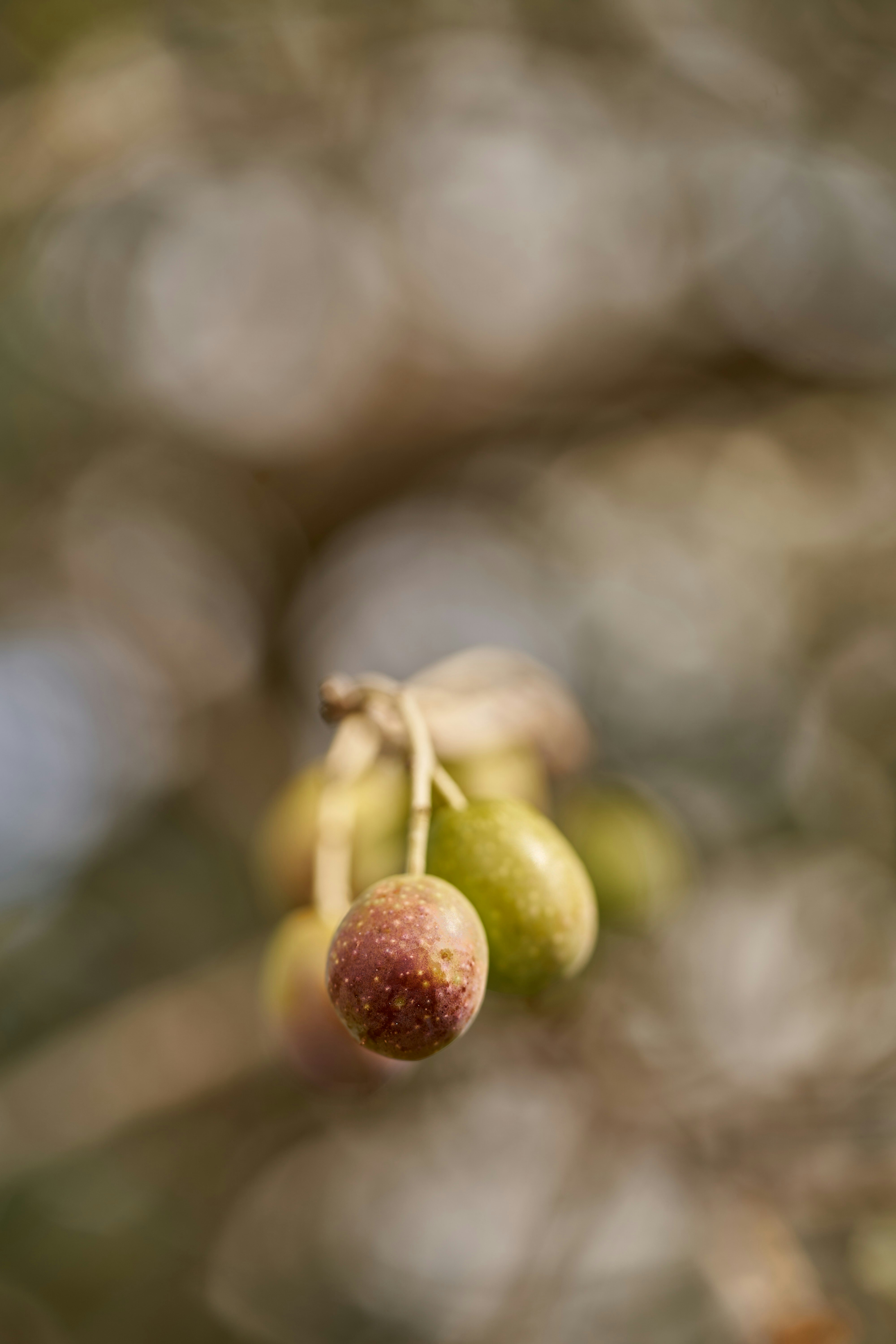 Photo by wolfgang_hasselmann