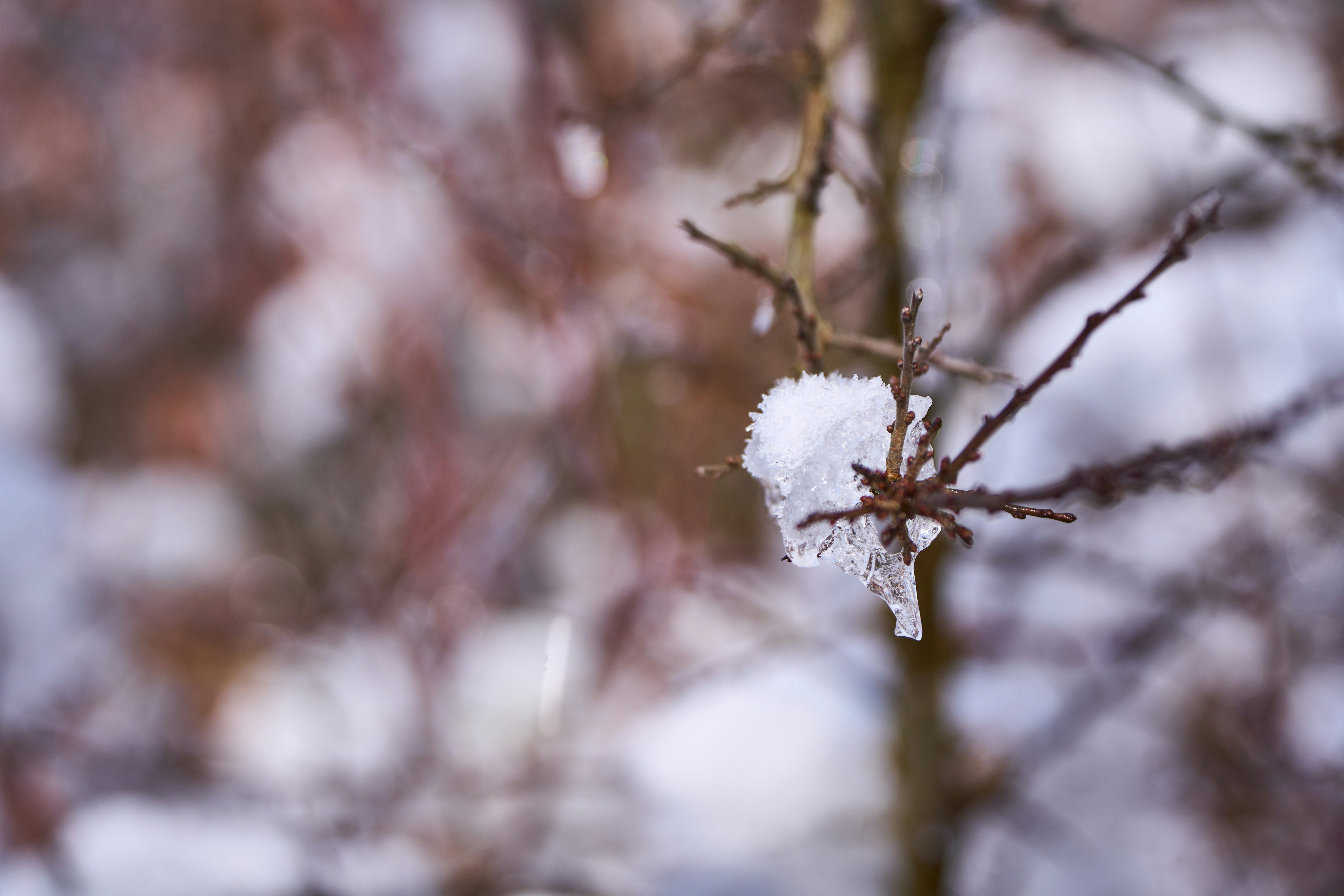 Photo by wolfgang_hasselmann