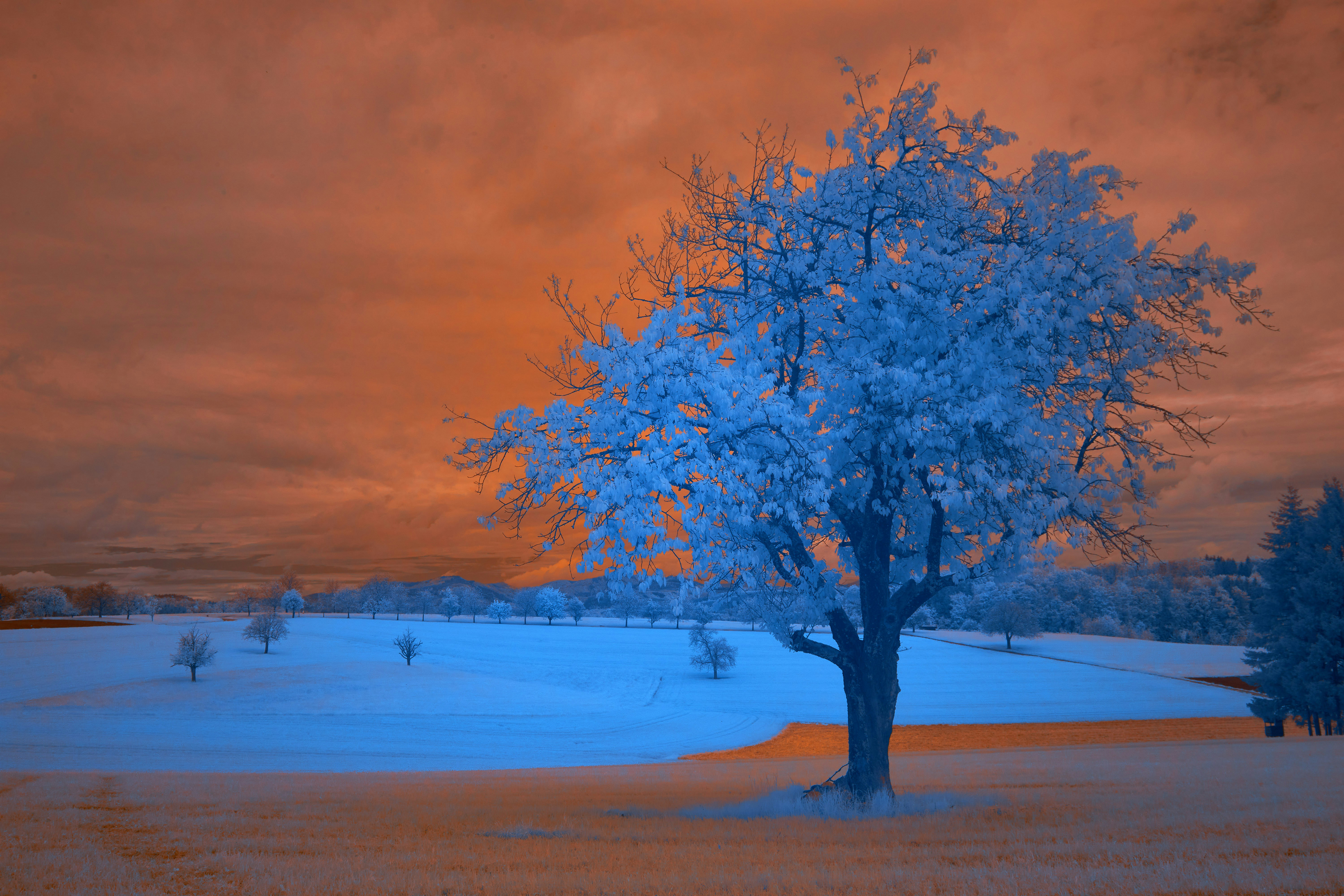 Photo by wolfgang_hasselmann