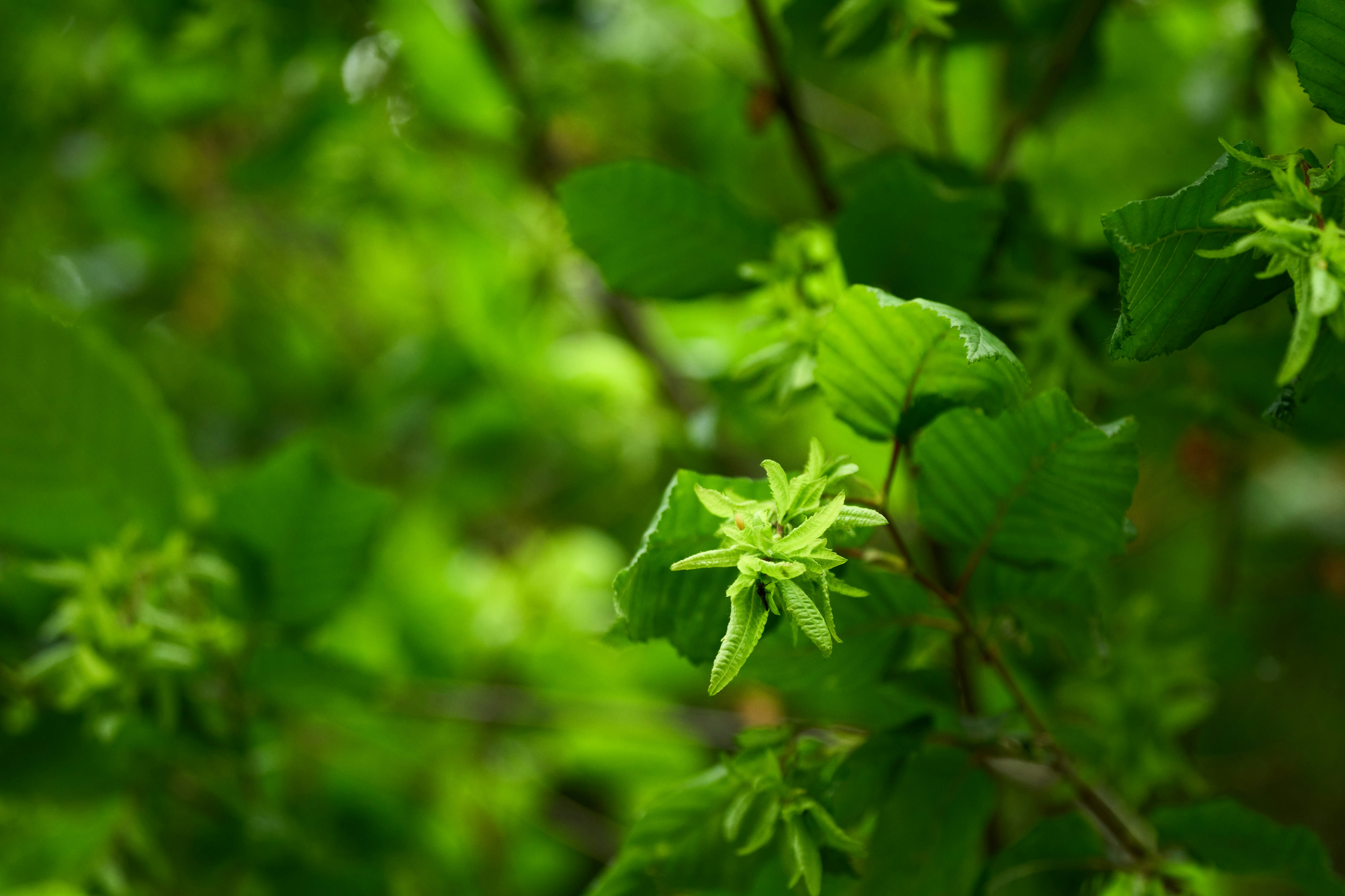 Photo by wolfgang_hasselmann