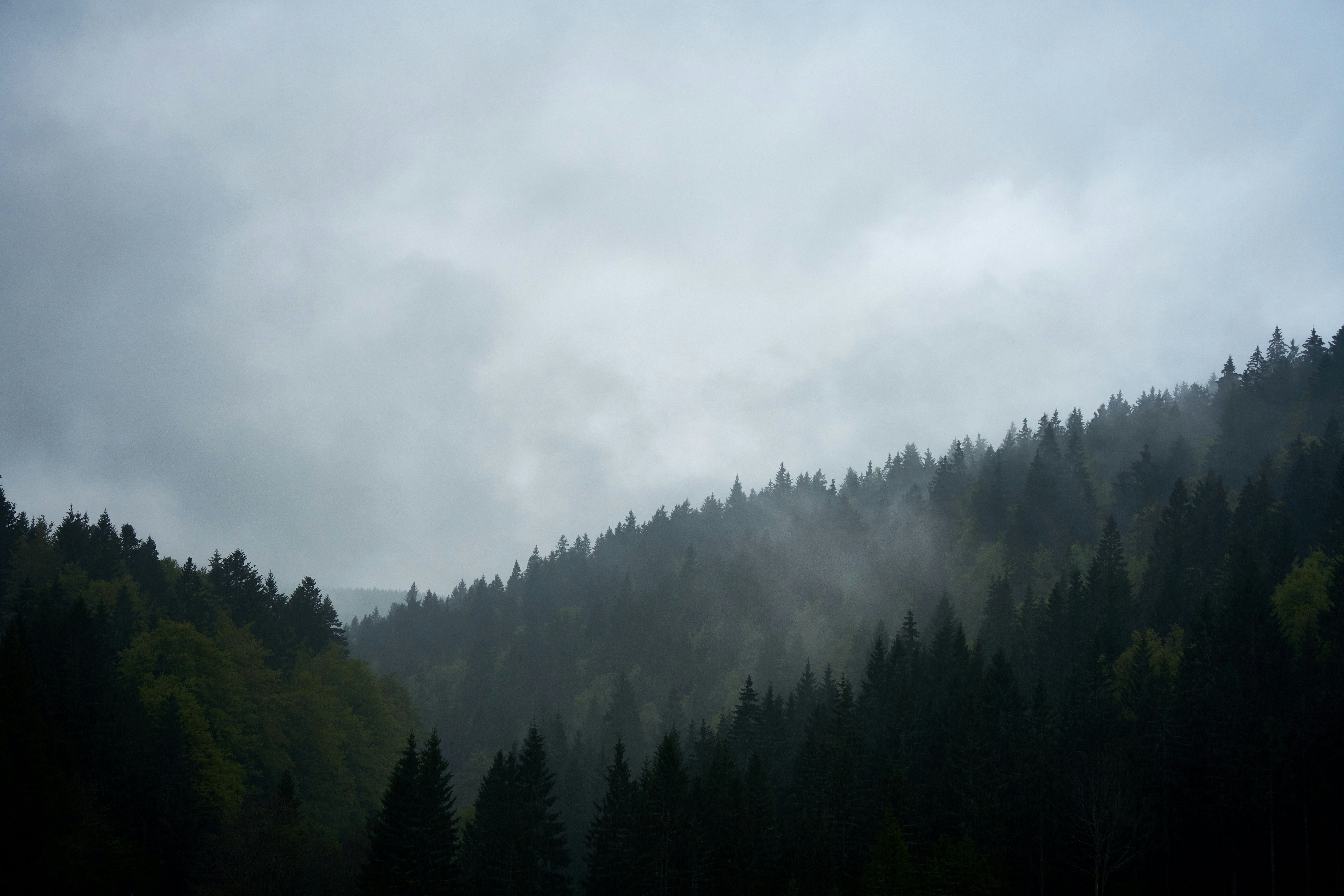 Photo by wolfgang_hasselmann