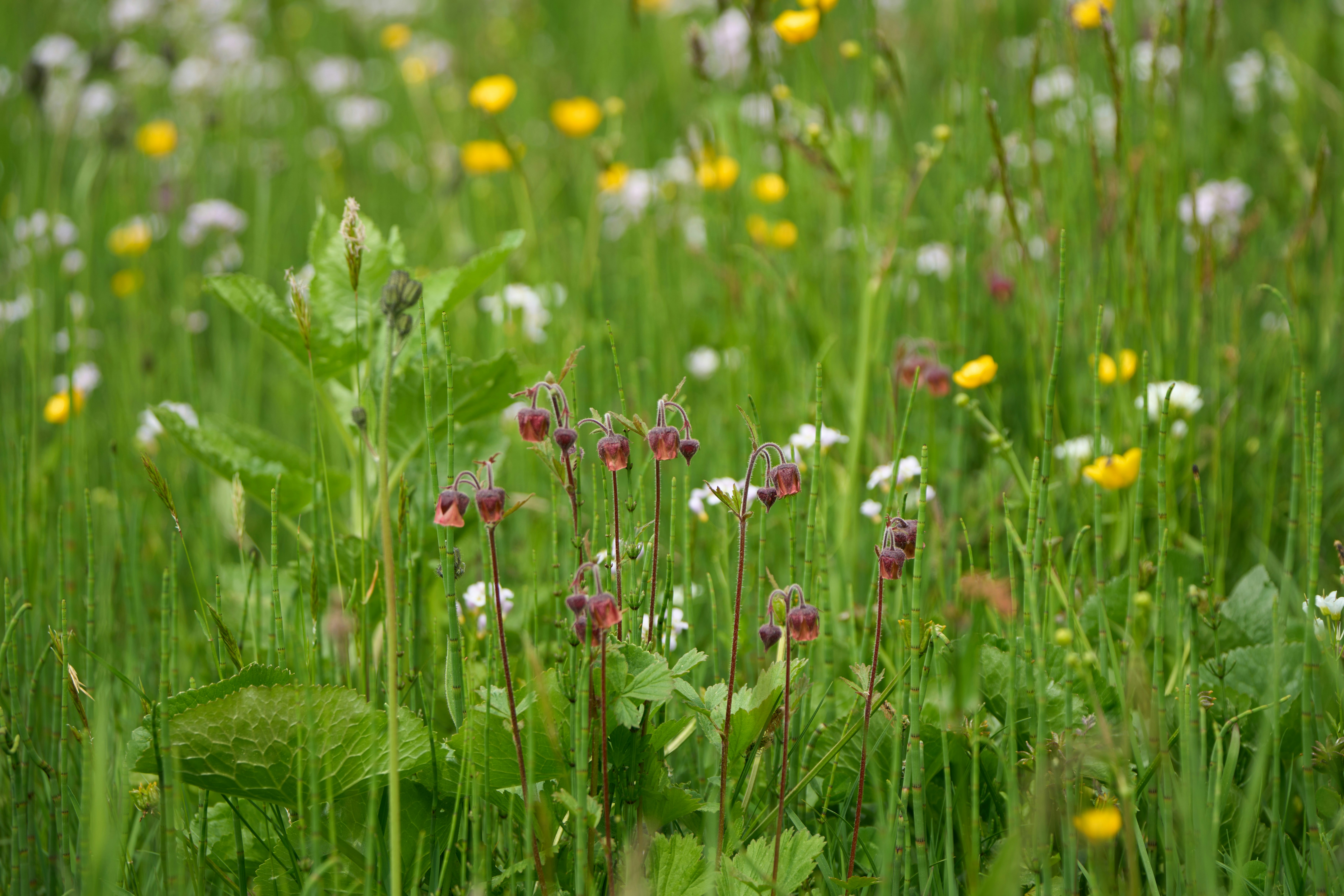 Photo by wolfgang_hasselmann