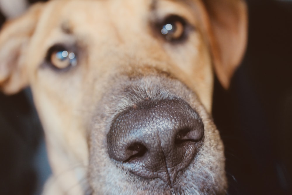 a close up of a dog's nose and nose