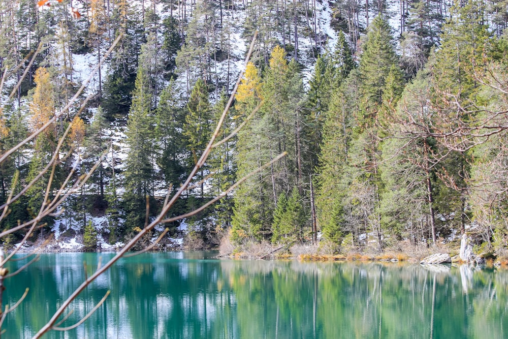 a body of water surrounded by trees and snow