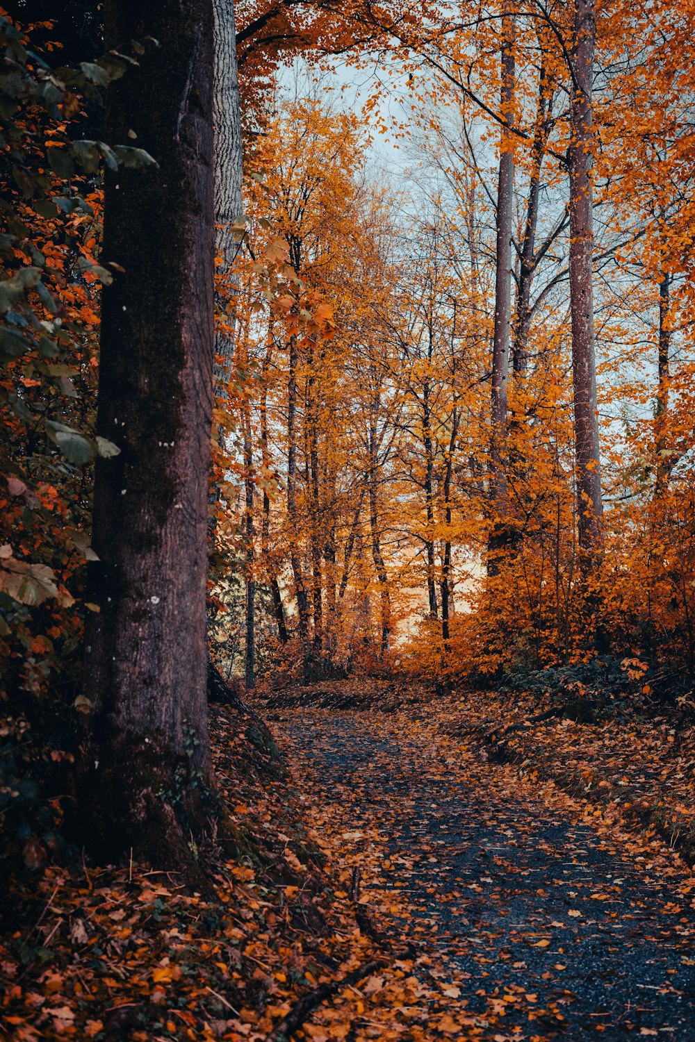 a path through a forest with lots of leaves on the ground