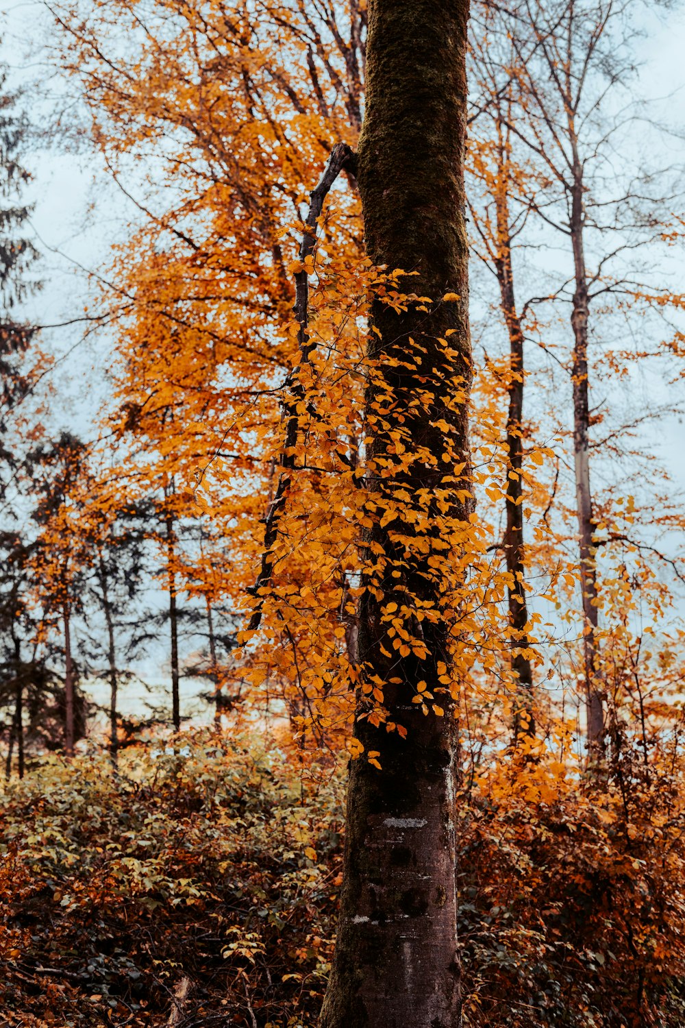 a tree with yellow leaves in a wooded area