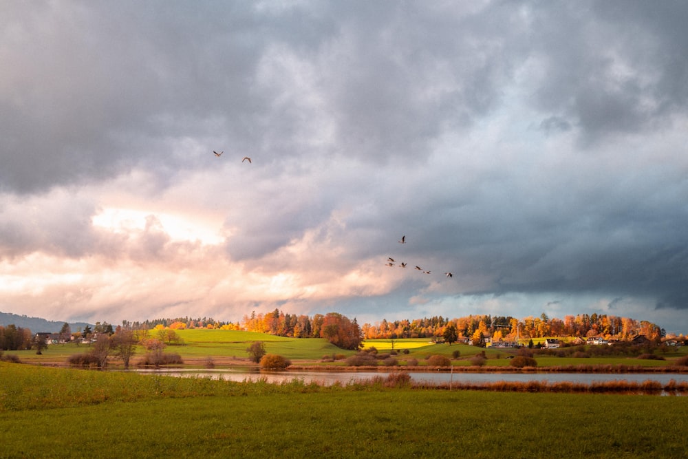 a field with birds flying over it under a cloudy sky
