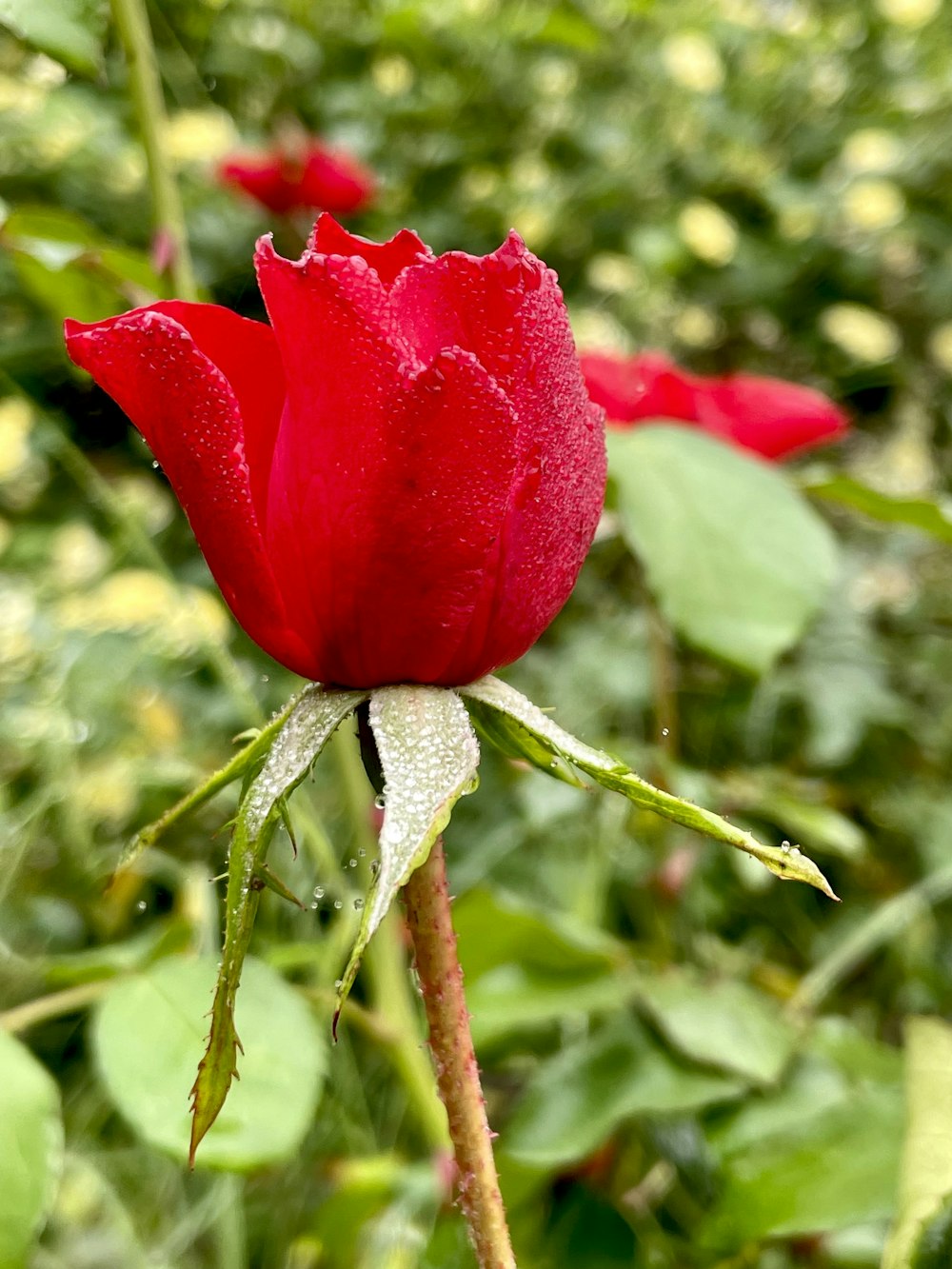 a single red rose with water droplets on it