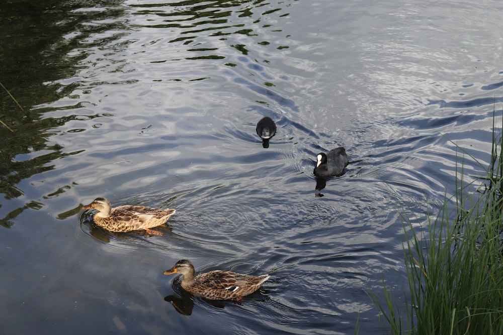 a group of ducks floating on top of a lake