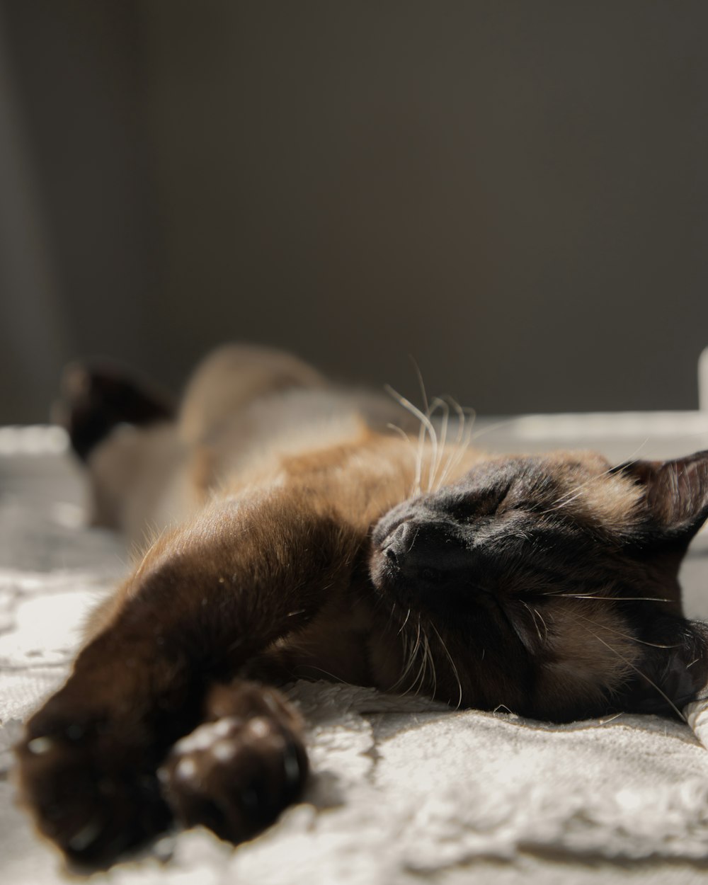 a cat laying on its back on a bed