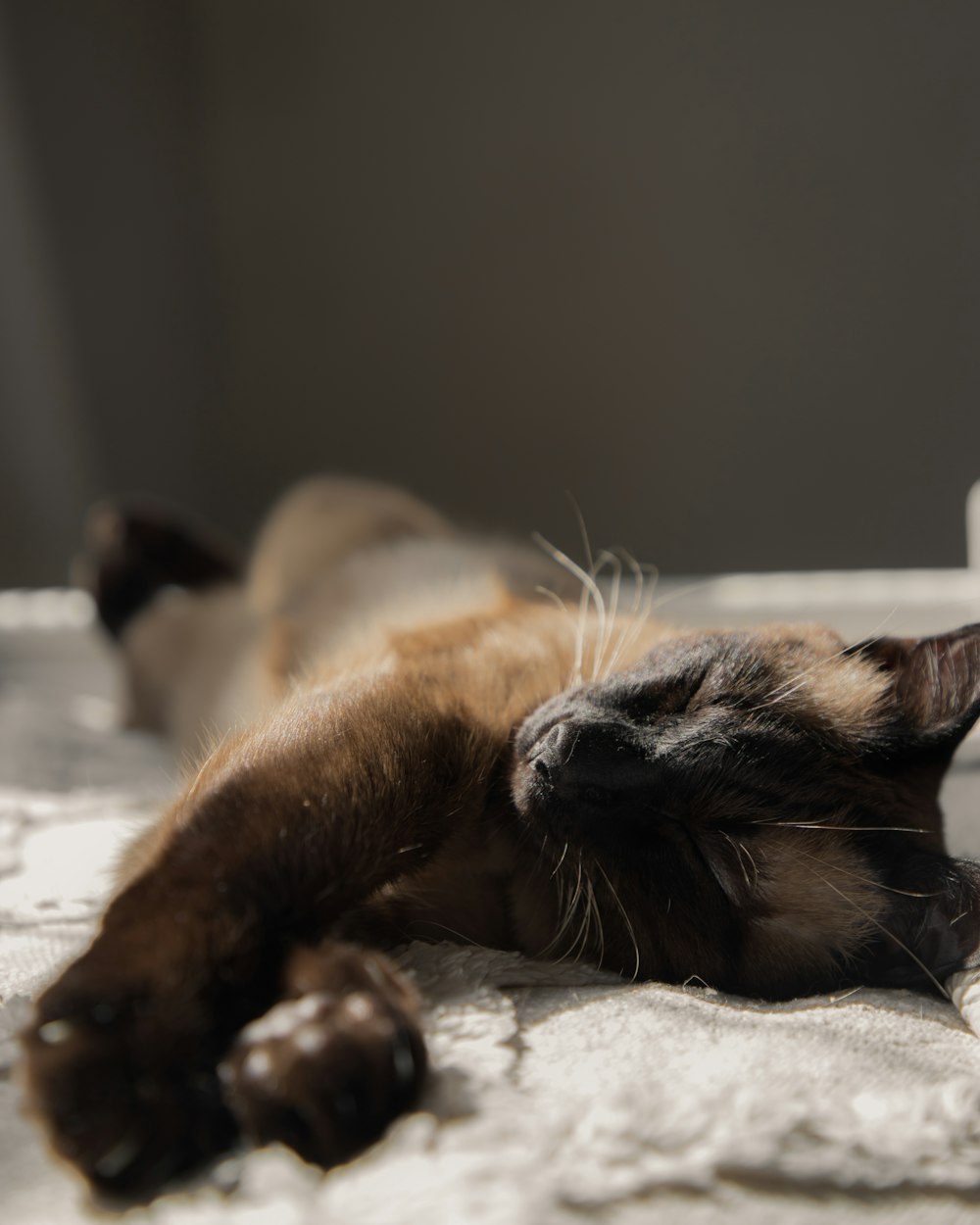 un gato acostado boca arriba en una cama