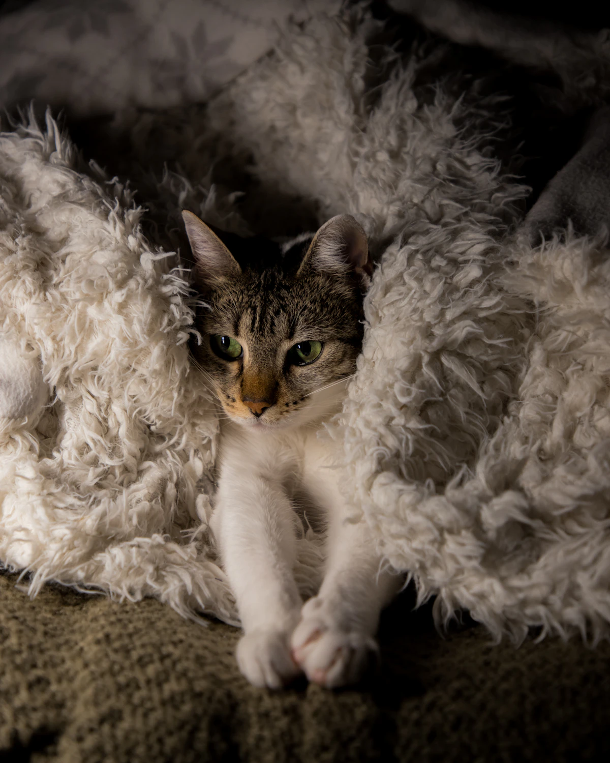 Gato tumbado sobre una manta blanca esponjosa