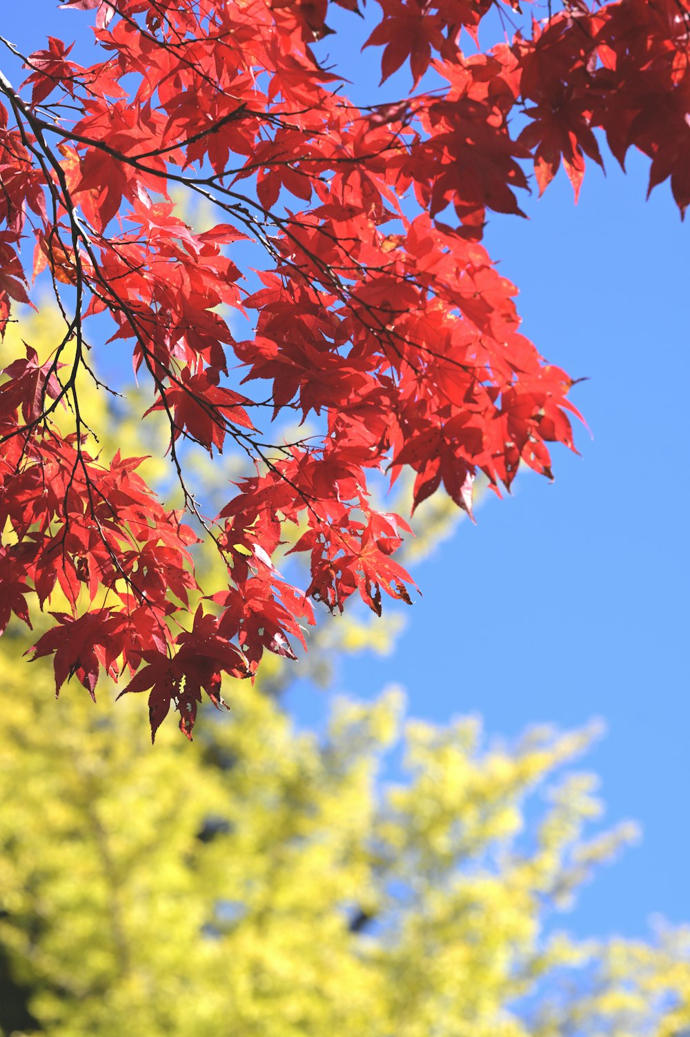 un arbre aux feuilles rouges devant un ciel bleu