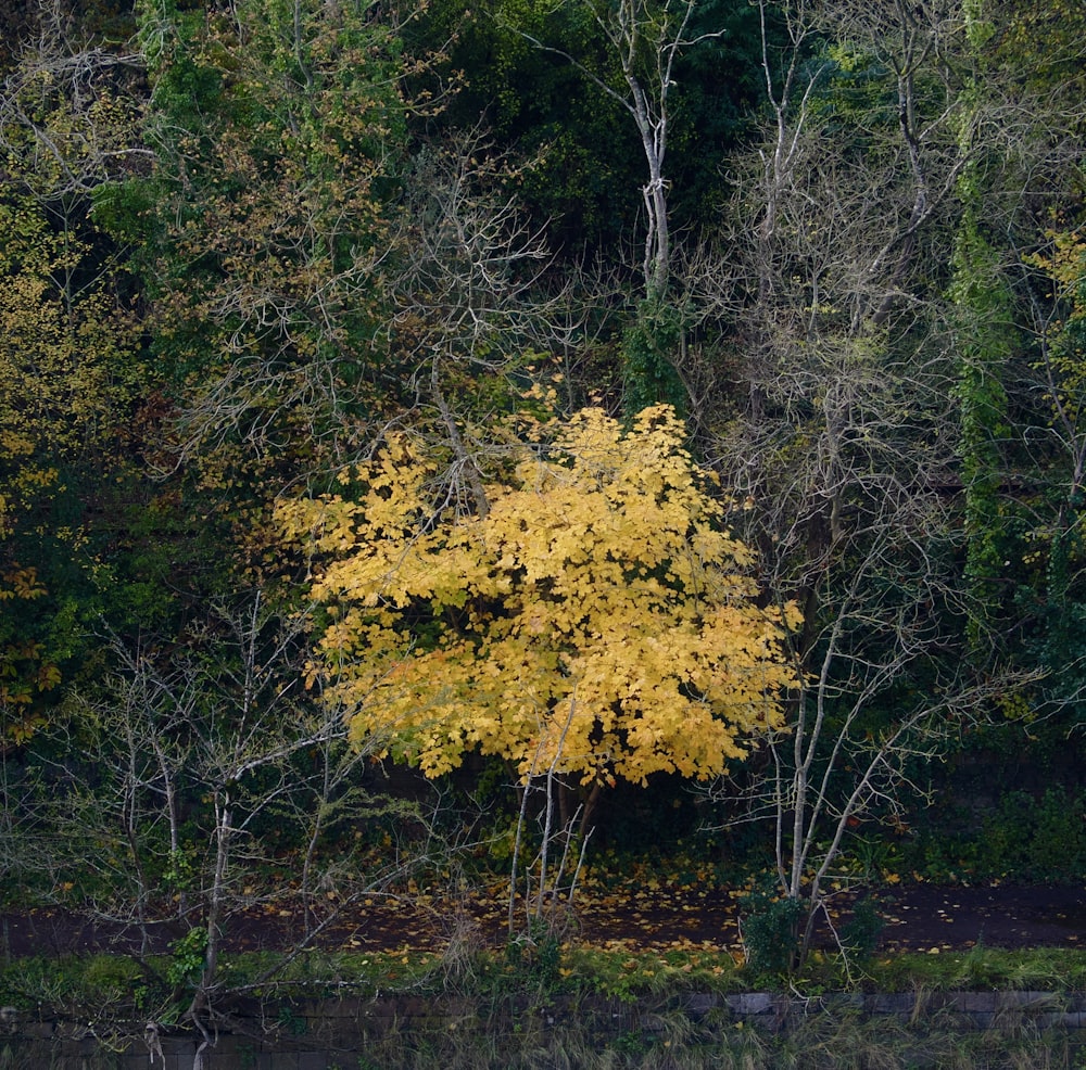 a tree with yellow leaves near a body of water