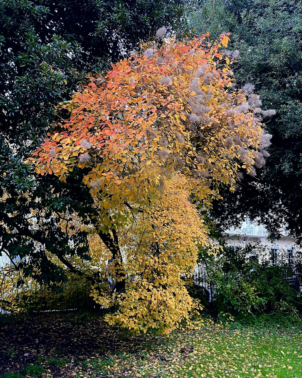 a large tree with lots of leaves on it