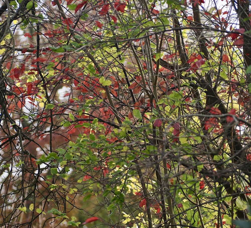 a bird sitting on a branch of a tree