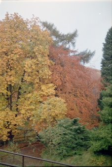 A serene landscape depicting a variety of trees with leaves in autumnal colors. Yellow, orange, and green are prominent, showcasing the transition of seasons. The background appears slightly misty, adding a peaceful, calm atmosphere.