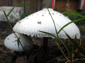 Close-up of fresh lion's mane mushrooms growing on a sustainable farm.