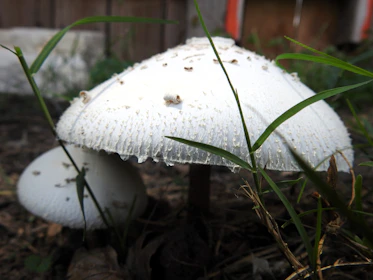 Close-up of fresh lion's mane mushrooms growing on a sustainable farm.