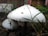 Close-up of white mushrooms growing amidst green grass, with a textured cap and small bits of debris resting on top. The background features a blurred view of wooden fencing.