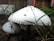 Close-up of white mushrooms growing amidst green grass, with a textured cap and small bits of debris resting on top. The background features a blurred view of wooden fencing.