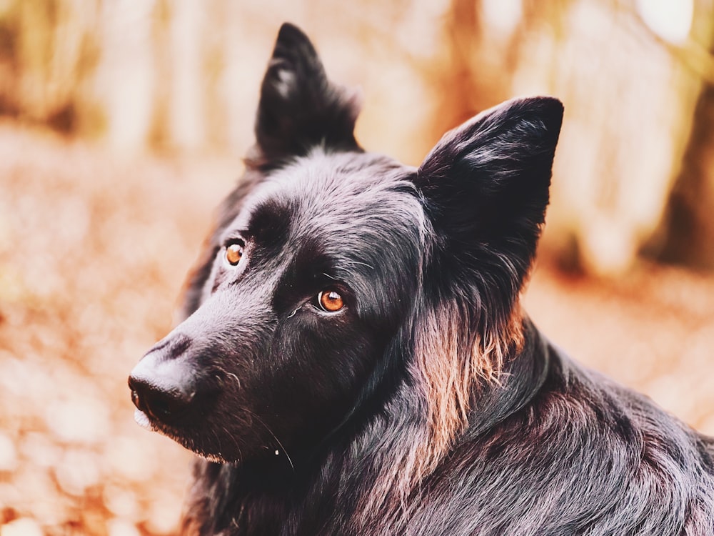 a close up of a dog in the woods