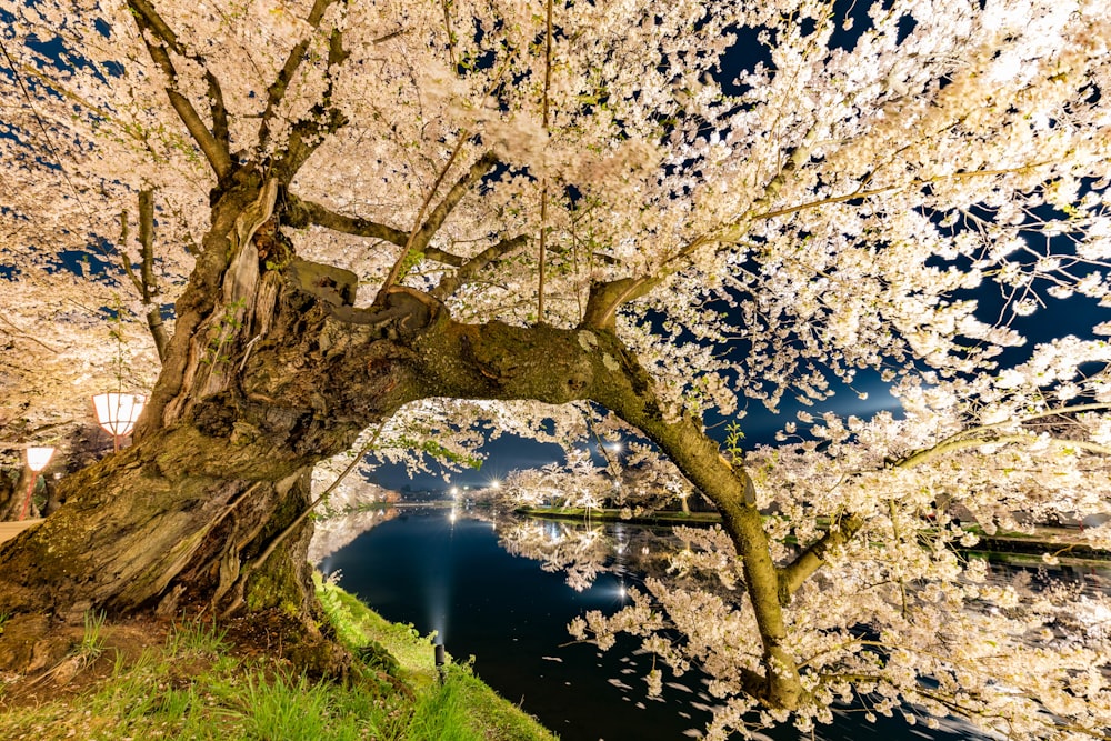 un árbol que está al lado de un cuerpo de agua