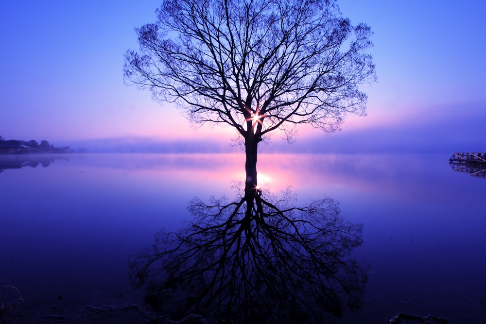 Un árbol solitario en medio de un lago