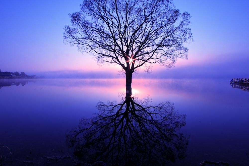 uma árvore solitária no meio de um lago
