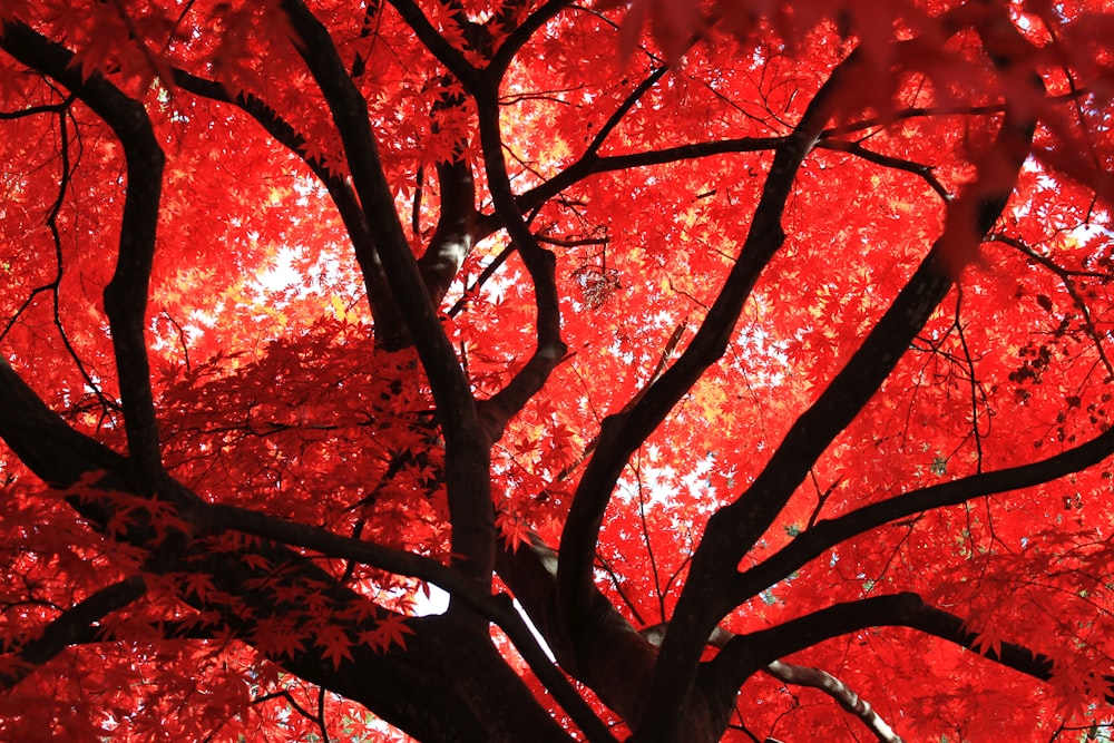 un arbre rouge avec beaucoup de feuilles dessus