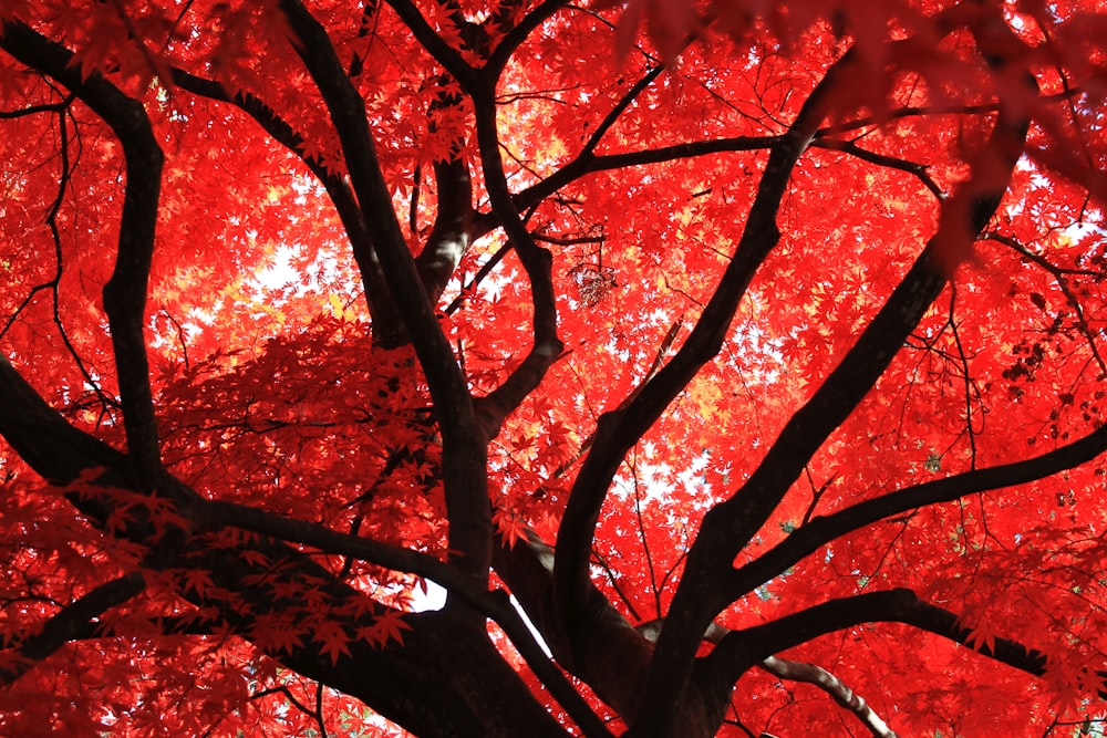 un albero rosso con molte foglie