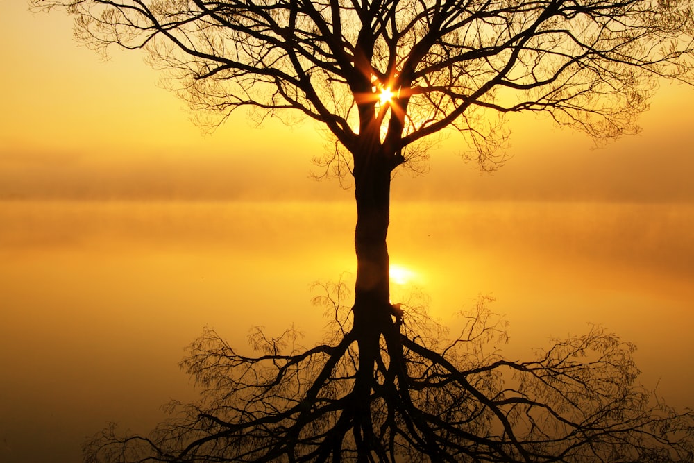 a tree with no leaves in front of a sunset