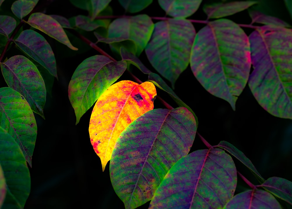 a leaf that is sitting on a tree