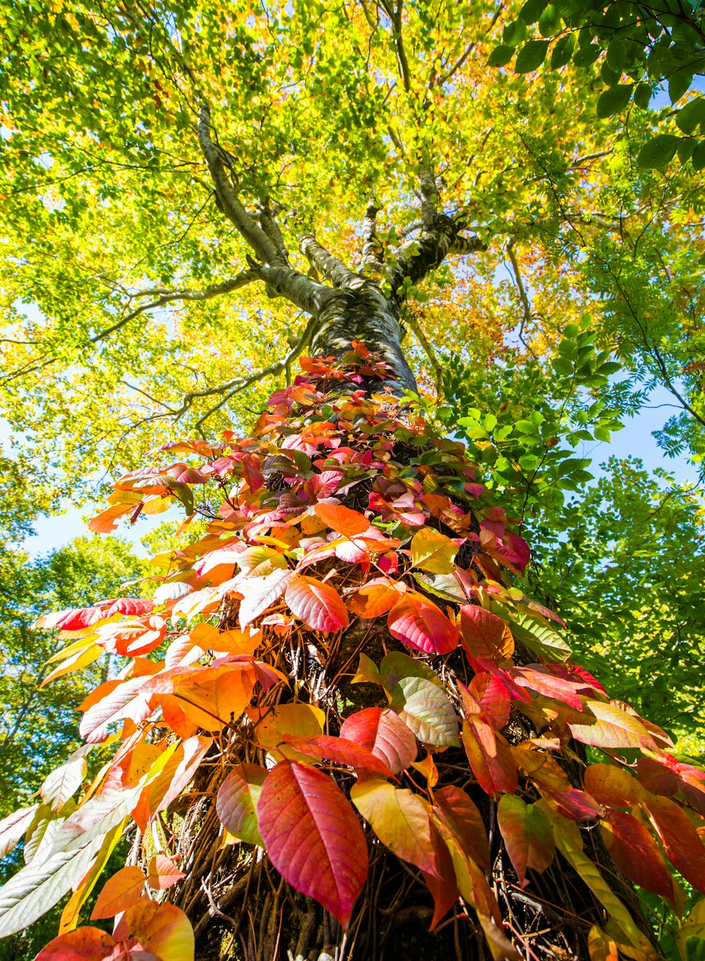 Un árbol muy alto con muchas hojas