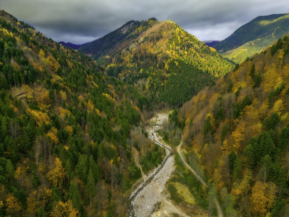 a river running through a lush green forest