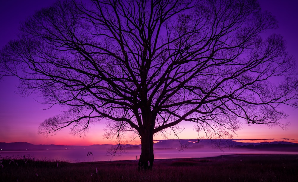 a tree with no leaves in front of a purple sky