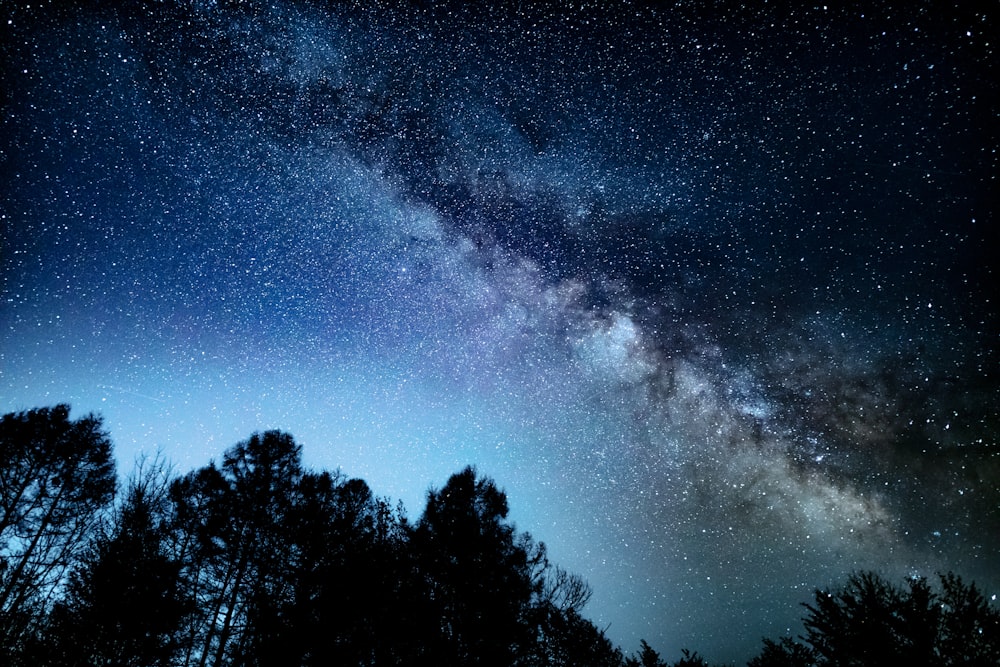 El cielo nocturno está lleno de estrellas y árboles